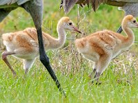 A1B9101c2  Sandhill Crane (Grus canadensis) - adults with 2.5 week-old chicks